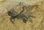 PICTURES/Cabrillo National Monument/t_Crab7.JPG